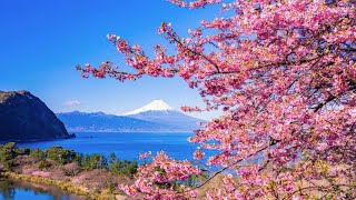 Epic Sakura Cherry Blossoms Walking Tour | Tokyo \u0026 Kanagawa・Japan