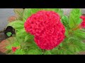 వర్షం లో విరబూసిన సీతమ్మ వారి జడ బంతి beautiful flowers flowers cockscomb