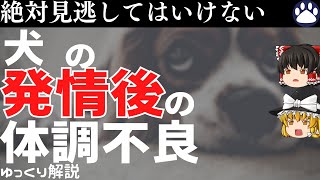 【ゆっくり解説】犬と猫の病気　すぐに動物病院へ連れて行くべき症状＃２子宮蓄膿症編　【獣医学】