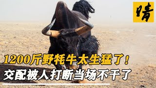 青海野牦牛交配被牧民打斷，1200斤野牛王暴怒追擊，壞了牛王好事 #植物 #都市傳說 #懸疑 #預言 #科普