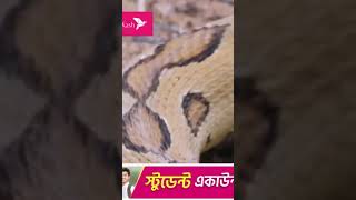 আতঙ্কের নাম হয়ে উঠছে 'রাসেল ভাইপার'