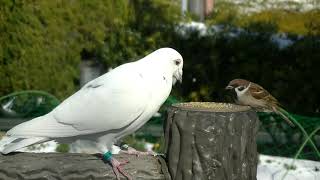 驚き 白鳩と雀が差し向かいで食事 20230126 10（天満宮）