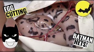 BATMAN HETS! Ball Python Egg Cutting!