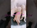 2022年6月29日トイプードル生後2週間💕ハートのパピー💕授乳中！👍😊 https www.breeder navi.jp dog 184300 poodle puppy ふわもこ