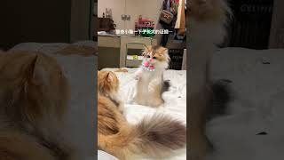 一下子就长大了！出息了！！#米努特矮脚猫 #萌宠出道计划 #猫咪的迷惑行为 #万物可爱计划