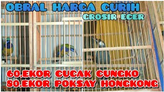 AGEN BURUNG FATIH KICAU//OBRAL 60.EKOR CUCAK CUNGKO 80.EKOR POKSAY HONGKONG HARGA NYA DI JAMIN GURIH