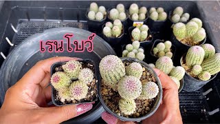 การแยกแคคตัส เรนโบว์ Echinocereus Pectinatus Rubispinus แคคตัส กระบองเพชร