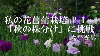 ✿私の花菖蒲栽培 P-1　年一回「初秋の株分け挑戦」2022 5.19　大平光男