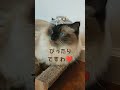 【お嬢猫に奉仕】猫毛で帽子作ってみたら shorts 猫 cat