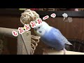 インコのくぅちゃん、反抗期になる【セキセイインコ】