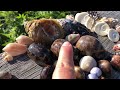 finding seashells at negative low tide cowrie jackpot virtual shelling