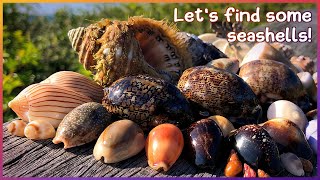 Finding Seashells at Negative Low Tide | Cowrie Jackpot [Virtual Shelling]