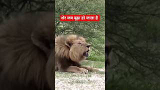 Sher Jab Budha Ho Jata Hai