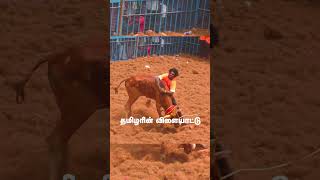 சூப்பரா கழட்டிவிடுது... செம்ம காளை #shorts #tamilarinvilayattu