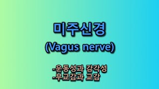 미주신경(Vagus nerve)-운동성과 감각성-부교감과 교감