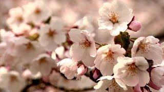 【HD】Kajikawa Chisui Memorial Park ~Cherry Blossoms/ Sakura~ | 加治川治水記念公園 ~桜~