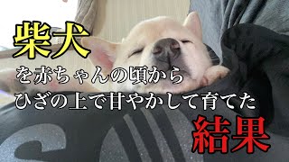 柴犬を赤ちゃんの頃からひざの上で甘えさせて育てた結果待ってたのは幸せでしたって話【大人になっても甘えてくれる柴犬】