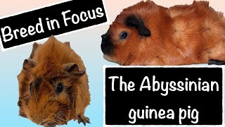 Cavy breed in focus - the Abyssinian guinea pig