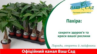 Догляд за Пахірою: Поради з Вирощування Дерева Удачі. Ваш сад