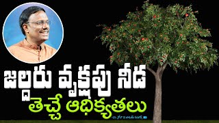 జల్దరు వృక్షపు నీడ తెచ్చే ఆధిక్యతలు || Daily Hope || Dr. Noah