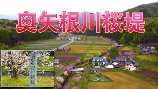 八重桜の名所　但東町奥矢根川櫻堤