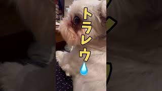 だから、アレが来るとこうなるんだってばw🐶🐶＃シーズー＃マルシーズー#犬#いぬ