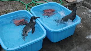 掛川花鳥園　ペンギンのヒナ、泳ぎの練習！