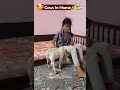 cows in home 😍 free youtube lovely yt viral pets reels tiktok flute miniature punganur