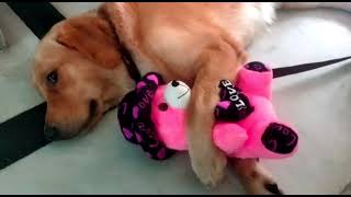 எவ்வளவு காசு கொடுத்தாலும் இந்த சுகம் கிடைக்காது | golden retriever | #viralvideo #dogtraining