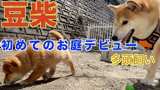 [Shiba Inu (Mameshiba): Video of a 69-day-old puppy shibainu puppy]