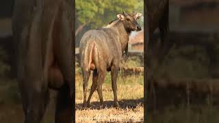 Nilgai Ka Bda Jhund