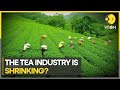 Is future of tea in jeopardy? | WION Climate Tracker