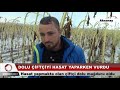 dolu çiftçiyi hasat yaparken vurdu