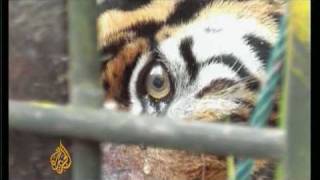 Malaysia battles tiger extinction - 28 Nov 2009