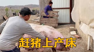 1500斤母猪上产床，王常输和猪斗智斗勇被撂倒，好险！【农村傻大妮儿】