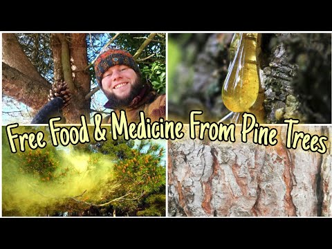 How can you tell pine bark?