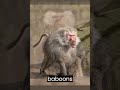 Did You Know This About Baboons? #shorts