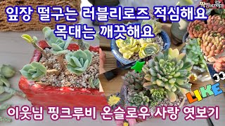 키핑장에 늦게가서 이웃님 다육이 구경해요(블루엘프금이 맞아요)🌺러블리로즈 적심 목대가 깨끗한데 뭐가 문제 일까요?🍀