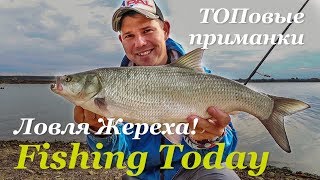 ЖЕРЕХОВОЕ БЕЗУМИЕ. Топовые приманки - Fishing Today