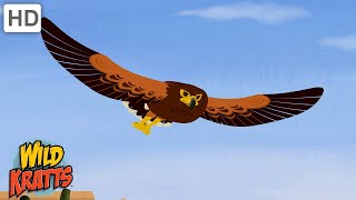 Wolf Hawk or Harris's Hawk? Which Name Is Better? | Wild Kratts