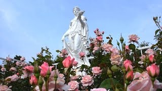 川崎・生田緑地ばら苑 4700株のバラ見ごろ KawasakiCity, Rose Garden