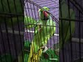 fun mood funny cute mithu cage hitting cage talking parrot