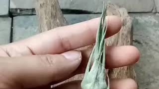 Koleksi tillandsia indonesia