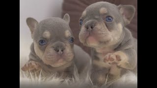 Lilac tan maskless french bulldog puppies