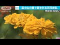 色とりどり・・・百日草とひまわり　富士のふもとで満開 18 08 04