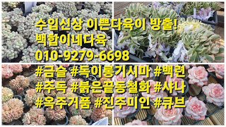 1부수입신상 이쁜다육이 대방출!백합이네다육 010-9279-6698 #금슬 #독이롱기시마 #백련 #주독 #붉은끝동철화 #샤나 #옥주거품 #진주미인 #큐브