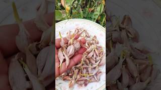 How To Grow fast and easy garlic at home #gardening#shorts#youtubeshorts#trending