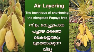 നീളം വെച്ചുപോയ പപ്പായ മരത്തെ കൈയ്യെത്തും ദൂരത്താക്കുന്ന വിദ്യ | Shortening the elongated Papaya tree