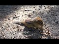 baby chipmunk