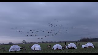 Amazing GOOSE Hunting on Swedish Fields / Uskomaton hanhijahti ruotsin pelloilla!!!!!